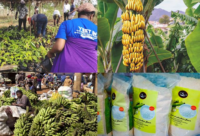DROIT DE LA FINANCE AGRICOLE : Entre offres de crédit facilitées et garanties de portefeuille pour les acteurs agricoles du Cameroun